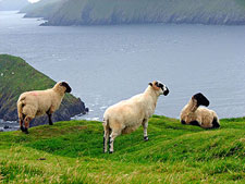 Ireland-Bantry-Hiking - Sheep's Head Way